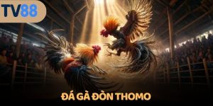 Đá gà đòn Thomo